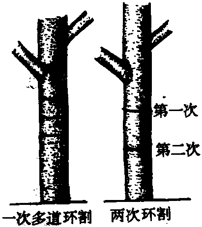 環(huán)剝、環(huán)割不當(dāng)